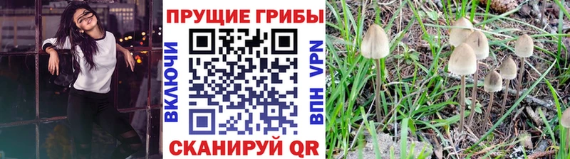 darknet Telegram  Назарово  Галлюциногенные грибы прущие грибы 